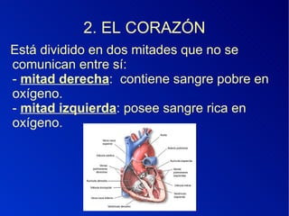 2. EL CORAZÓN Está dividido en dos mitades que no se comunican entre sí: -  mitad derecha :  contiene sangre pobre en oxígeno. -  mitad izquierda : posee sangre rica en oxígeno. 