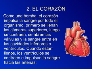 2. EL CORAZÓN Como una bomba, el corazón impulsa la sangre por todo el organismo, primero se llenan las cámaras superiores, luego se contraen, se abren las válvulas y la sangre entra en las cavidades inferiores o ventrículos. Cuando están llenos, los ventrículos se contraen e impulsan la sangre hacia las arterias. 