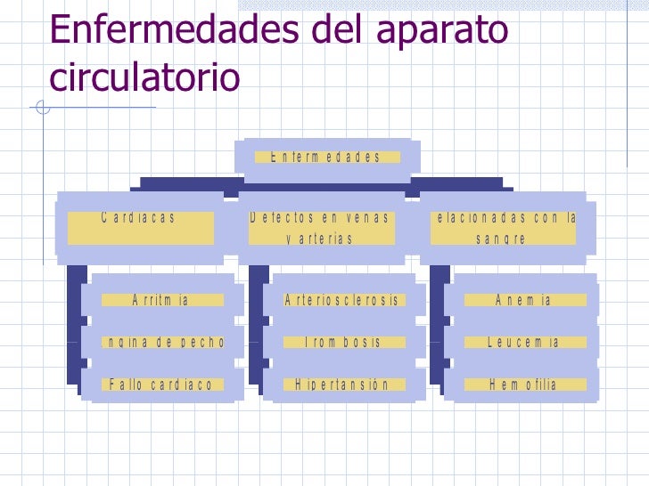 Aparato circulatorio