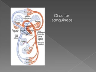 Circuitos sanguíneos.
