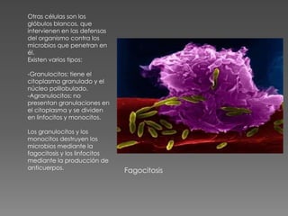 Otras células son los  glóbulos blancos, que intervienen en las defensas del organismo contra los microbios que penetran en él.Existen varios tipos:-Granulocitos: tiene el citoplasma granulado y el núcleo polilobulado.-Agranulocitos: no presentan granulaciones en el citoplasma y se dividen en linfocitos y monocitos.Los granulocitos y los monocitos destruyen los microbios mediante la fagocitosis y los linfocitos mediante la producción de anticuerpos.Fagocitosis