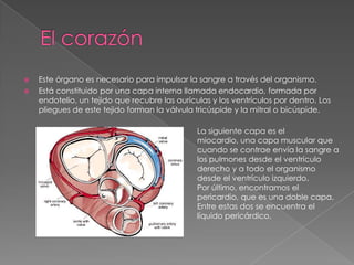 El corazónEste órgano es necesario para impulsar la sangre a través del organismo.Está constituido por una capa interna llamada endocardio, formada por endotelio, un tejido que recubre las aurículas y los ventrículos por dentro. Los pliegues de este tejido forman la válvula tricúspide y la mitral o bicúspide.La siguiente capa es el miocardio, una capa muscular que cuando se contrae envía la sangre a los pulmones desde el ventrículo derecho y a todo el organismo desde el ventrículo izquierdo.Por último, encontramos el pericardio, que es una doble capa. Entre estas dos se encuentra el líquido pericárdico.