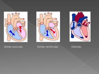 Sístole auricular.Sístole ventricular.Diástole.