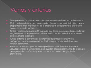 Venas y arteriasEstas presentan una serie de capas que son muy similares en ambos casos:Túnica íntima o interna: es una capa lisa formada por endotelio. Una de sus propiedades más importantes es la elasticidad, que permite la dilatación con el paso de la sangre.Túnica media: esta capa está formada por fibras musculares lisas circulares y longitudinales, que permiten controlar la circulación y decidir el recorrido que efectuará la sangre.Túnica externa o adventicia: está formada por tejido conjuntivo y colágeno, que son unas proteínas fibrilares que producen tejidos con función estructural.Además de estas capas, las venas presentan unas válvulas, llamadas válvulas venosas o semilunares, que ayudan al desplazamiento de la sangre de regreso al corazón, ya que se produce en contra del gradiente gravitatorio.