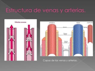 Estructura de venas y arterias.    Capas de las venas y arterias.