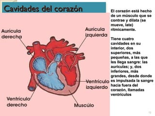 Cavidades del corazón El corazón está hecho de un músculo que se contrae y dilata (se mueve, late) rítmicamente. Tiene cuatro cavidades en su interior, dos superiores, más pequeñas, a las que les llega sangre: las aurículas; y, dos inferiores, más grandes, desde donde es impulsada la sangre hacia fuera del corazón, llamadas ventrículos   