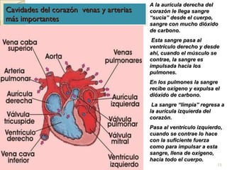 Cavidades del corazón  venas y arterias más importantes A la aurícula derecha del corazón le llega sangre “sucia” desde el cuerpo, sangre con mucho dióxido de carbono. Esta sangre pasa al ventrículo derecho y desde ahí, cuando el músculo se contrae, la sangre es impulsada hacia los pulmones.  En los pulmones la sangre recibe oxígeno y expulsa el dióxido de carbono. La sangre “limpia” regresa a la aurícula izquierda del corazón.  Pasa al ventrículo izquierdo, cuando se contrae lo hace con la suficiente fuerza como para impulsar a esta sangre, llena de oxígeno, hacia todo el cuerpo. 