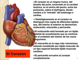 El Corazón El corazón es un órgano hueco, del tamaño del puño, encerrado en la cavidad torácica, en el centro del pecho, entre los pulmones, sobre el diafragma, dando nombre a la "entrada" del estómago o cardias.   Histológicamente en el corazón se distinguen tres capas de diferentes tejidos que, del interior al exterior se denominan endocardio, miocardio y pericardio.  El endocardio está formado por un tejido epitelial de revestimiento que se continúa con el endotelio del interior de los vasos sanguíneos.  El miocardio es la capa más voluminosa, estando constituido por tejido muscular de un tipo especial llamado tejido muscular cardíaco.  El pericardio envuelve al corazón completamente.  