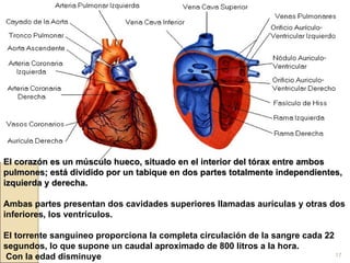 El corazón es un músculo hueco, situado en el interior del tórax entre ambos pulmones; está dividido por un tabique en dos partes totalmente independientes, izquierda y derecha.   Ambas partes presentan dos cavidades superiores llamadas aurículas y otras dos inferiores, los ventrículos. El torrente sanguíneo proporciona la completa circulación de la sangre cada 22 segundos, lo que supone un caudal aproximado de 800 litros a la hora. Con la edad disminuye 