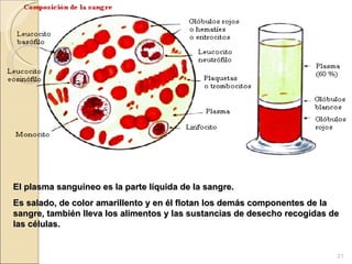 El plasma sanguíneo es la parte líquida de la sangre.  Es salado, de color amarillento y en él flotan los demás componentes de la sangre, también lleva los alimentos y las sustancias de desecho recogidas de las células. 