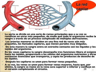 La aorta se divide en una serie de ramas principales que a su vez se ramifican en otras más pequeñas, de modo que todo el organismo recibe la sangre a través de un proceso complicado de múltiples derivaciones. Las arterias menores se dividen en una fina red de vasos aún más pequeños, los llamados capilares, que tienen paredes muy delgadas. De esta manera la sangre entra en estrecho contacto con los líquidos y los tejidos del organismo.  En los vasos capilares la sangre desempeña tres funciones: libera el oxígeno hacia los tejidos, proporciona a las células del organismo nutrientes y otras sustancias esenciales que transporta, y capta los productos de desecho de los tejidos. Después los capilares se unen para formar venas pequeñas.  A su vez, las venas se unen para formar venas mayores, hasta que, por último, la sangre se reúne en la vena cava superior e inferior y confluye en el corazón completando el circuito. La red capilar 28 