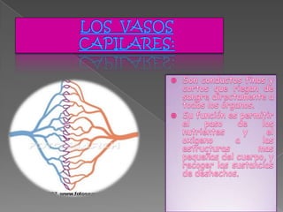 Aparato circulatorio