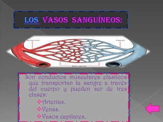 Son conductos musculares elásticos
 que transportan la sangre a través
 del cuerpo y pueden ser de tres
 clases:
    Arterias.
    Venas.
    Vasos capilares.
 