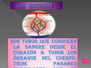 Aparato circulatorio