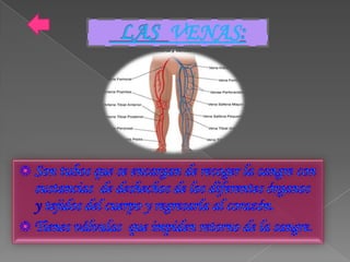 Aparato circulatorio