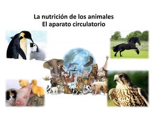 La nutrición de los animales
   El aparato circulatorio
 