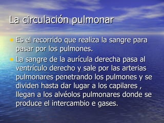 La circulación pulmonar Es el recorrido que realiza la sangre para pasar por los pulmones. La sangre de la aurícula derecha pasa al ventrículo derecho y sale por las arterias pulmonares penetrando los pulmones y se dividen hasta dar lugar a los capilares , llegan a los alvéolos pulmonares donde se produce el intercambio e gases. 