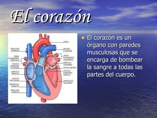 El corazón El corazón es un órgano con paredes musculosas que se encarga de bombear la sangre a todas las partes del cuerpo. 
