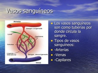 Vasos sanguíneos Los vasos sanguíneos son como tuberías por donde circula la sangre. Tipos de vasos sanguíneos: -Arterías -Venas -Capilares 