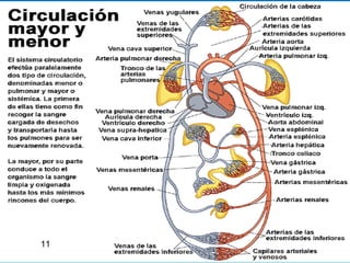 Aparato Circulatorio