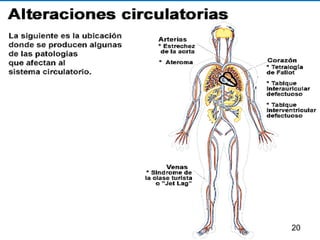 Aparato Circulatorio