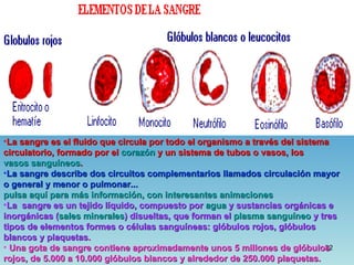 Aparato Circulatorio
