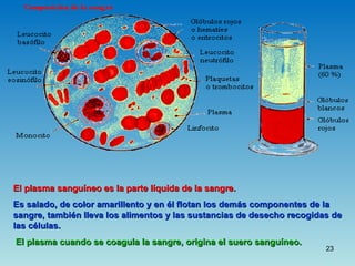 Aparato Circulatorio