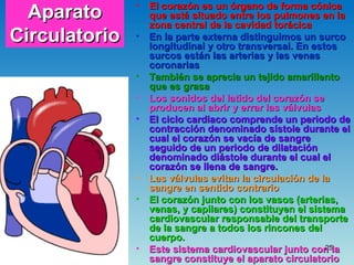 Aparato Circulatorio