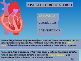 Aparato Circulatorio