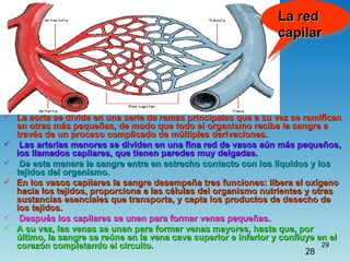 Aparato Circulatorio