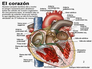 Aparato Circulatorio