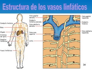Aparato Circulatorio