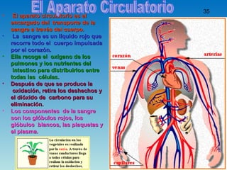 Aparato Circulatorio