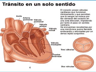 Aparato Circulatorio