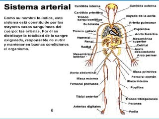 Aparato Circulatorio