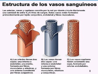 Aparato Circulatorio