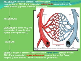 ARTERIAS salen del corazón. Parte derecha arterias pulmonares
(sangre rica en CO2). Parte izquierda arteria aorta (sangre rica en O2).
Pared elástica y gruesa. Válvulas sigmoideas.




ARTERIOLAS



CAPILARES pared muy fina
(=endotelio) paso O2 a los
tejidos y recogida de CO2



 VÉNULAS




VENAS llegan al corazón. Parte derecha venas cavas (sangre rica en
CO2). Parte izquierda venas pulmonares (sangre rica en O2). Pared
delgada y poco elástica. Válvulas en nido de golondrina.
 