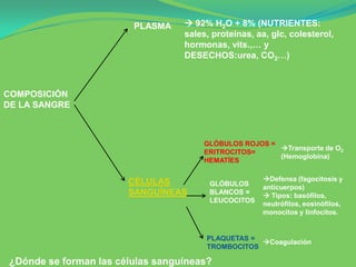 PLASMA     92% H2O + 8% (NUTRIENTES:
                                   sales, proteínas, aa, glc, colesterol,
                                   hormonas, vits.,… y
                                   DESECHOS:urea, CO2…)



COMPOSICIÓN
DE LA SANGRE



                                       GLÓBULOS ROJOS =
                                                        Transporte de O2
                                       ERITROCITOS=
                                                        (Hemoglobina)
                                       HEMATÍES


                        CÉLULAS                       Defensa (fagocitosis y
                                         GLÓBULOS
                                                      anticuerpos)
                        SANGUÍNEAS       BLANCOS =
                                                       Tipos: basófilos,
                                         LEUCOCITOS
                                                      neutrófilos, eosinófilos,
                                                      monocitos y linfocitos.


                                        PLAQUETAS =
                                                    Coagulación
                                        TROMBOCITOS

 ¿Dónde se forman las células sanguíneas?
 