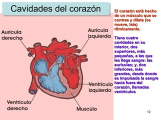 Cavidades del corazón El corazón está hecho de un músculo que se contrae y dilata (se mueve, late) rítmicamente. Tiene cuatro cavidades en su interior, dos superiores, más pequeñas, a las que les llega sangre: las aurículas; y, dos inferiores, más grandes, desde donde es impulsada la sangre hacia fuera del corazón, llamadas ventrículos   