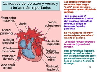 Cavidades del corazón y venas y arterias más importantes A la aurícula derecha del corazón le llega sangre “sucia” desde el cuerpo, sangre con mucho dióxido de carbono. Esta sangre pasa al ventrículo derecho y desde ahí, cuando el músculo se contrae, la sangre es impulsada hacia los pulmones.   En los pulmones la sangre recibe oxígeno y expulsa el dióxido de carbono. La sangre “limpia” regresa a la aurícula izquierda del corazón.   Pasa al ventrículo izquierdo, cuando se contrae lo hace con la suficiente fuerza como para impulsar a esta sangre, llena de oxígeno, hacia todo el cuerpo. 