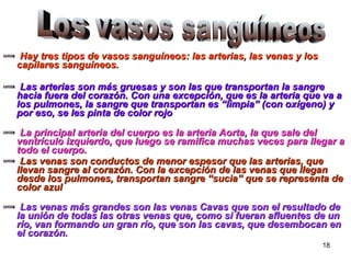 Hay tres tipos de vasos sanguíneos: las arterias, las venas y los capilares sanguíneos. Las arterias son más gruesas y son las que transportan la sangre hacia fuera del corazón. Con una excepción, que es la arteria que va a los pulmones, la sangre que transportan es “limpia” (con oxígeno) y por eso, se les pinta de color rojo La principal arteria del cuerpo es la arteria Aorta, la que sale del ventrículo izquierdo, que luego se ramifica muchas veces para llegar a todo el cuerpo. Las venas son conductos de menor espesor que las arterias, que llevan sangre al corazón. Con la excepción de las venas que llegan desde los pulmones, transportan sangre “sucia” que se representa de color azul Las venas más grandes son las venas Cavas que son el resultado de la unión de todas las otras venas que, como si fueran afluentes de un río, van formando un gran río, que son las cavas, que desembocan en el corazón.   Los vasos sanguíneos 