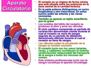 Aparato Circulatorio El corazón es un órgano de forma cónica que está situado entre los pulmones en la zona central de la cavidad torácica En la parte externa distinguimos un surco longitudinal y otro transversal. En estos surcos están las arterias y las venas coronarias También se aprecia un tejido amarillento que es grasa Los sonidos del latido del corazón se producen al abrir y errar las válvulas El ciclo cardiaco comprende un periodo de contracción denominado sístole durante el cual el corazón se vacía de sangre seguido de un periodo de dilatación denominado diástole durante el cual el corazón se llena de sangre.  Las válvulas evitan la circulación de la sangre en sentido contrario El corazón junto con los vasos (arterias, venas, y capilares) constituyen el sistema cardiovascular responsable del transporte de la sangre a todos los rincones del cuerpo.  Este sistema cardiovascular junto con la sangre constituye el aparato circulatorio 