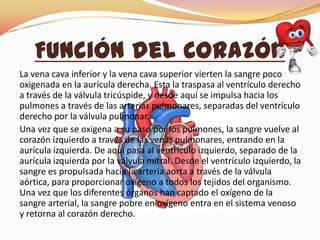 La vena cava inferior y la vena cava superior vierten la sangre poco
oxigenada en la aurícula derecha. Esta la traspasa al ventrículo derecho
a través de la válvula tricúspide, y desde aquí se impulsa hacia los
pulmones a través de las arterias pulmonares, separadas del ventrículo
derecho por la válvula pulmonar.
Una vez que se oxigena a su paso por los pulmones, la sangre vuelve al
corazón izquierdo a través de las venas pulmonares, entrando en la
aurícula izquierda. De aquí pasa al ventrículo izquierdo, separado de la
aurícula izquierda por la válvula mitral. Desde el ventrículo izquierdo, la
sangre es propulsada hacia la arteria aorta a través de la válvula
aórtica, para proporcionar oxígeno a todos los tejidos del organismo.
Una vez que los diferentes órganos han captado el oxígeno de la
sangre arterial, la sangre pobre en oxígeno entra en el sistema venoso
y retorna al corazón derecho.
Función del Corazón
 