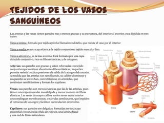 Tejidos de los Vasos
Sanguíneos
Las arterias y las venas tienen paredes mas o menos gruesas y su estructura, del interior al exterior, esta dividida en tres
capas:
Túnica íntima: formada por tejido epitelial llamado endotelio, que reviste el vaso por el interior
Túnica media: es una capa elástica de tejido conjuntivo y tejido muscular liso.
Túnica adventicia: es la mas externa. Está formada por una capa
de tejido conjuntivo, rico en fibras elásticas, y de colágeno.
Arterias: sus paredes son gruesas y están reforzadas con tejido
conjuntivo que contiene abundantes fibras elásticas, lo que les
permite resistir las altas presiones de salida de la sangre del corazón.
A medida que las arterias van ramificando, su calibre disminuye y
sus paredes se estrechan, convirtiéndose en arteriolas, que
continúan ramificándose y forman los capilares.
Venas: sus paredes son menos elásticas que las de las arterias, pues
tienen una capa muscular mas delgada y menor numero de fibras
elásticas. Las venas de mayor calibre suelen tener en su interior
unos repliegues membranosos, o válvulas semilunares, que impiden
el retroceso de la sangre y facilitan la circulación de retorno.
Capilares: sus paredes son delgadas, formadas por una capa
endotelial con una sola célula de espesor, una lamina basal
y una red de fibras reticulares.
 
