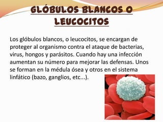 Glóbulos Blancos o
Leucocitos
Los glóbulos blancos, o leucocitos, se encargan de
proteger al organismo contra el ataque de bacterias,
virus, hongos y parásitos. Cuando hay una infección
aumentan su número para mejorar las defensas. Unos
se forman en la médula ósea y otros en el sistema
linfático (bazo, ganglios, etc...).
 