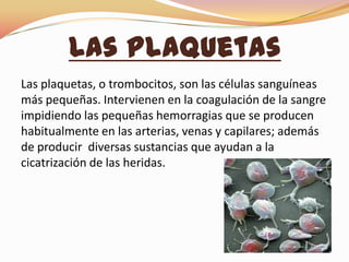 Las Plaquetas
Las plaquetas, o trombocitos, son las células sanguíneas
más pequeñas. Intervienen en la coagulación de la sangre
impidiendo las pequeñas hemorragias que se producen
habitualmente en las arterias, venas y capilares; además
de producir diversas sustancias que ayudan a la
cicatrización de las heridas.
 
