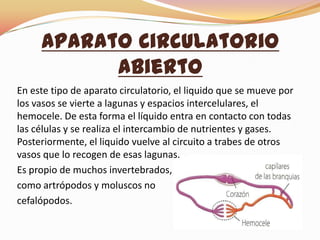 Aparato Circulatorio
Abierto
En este tipo de aparato circulatorio, el liquido que se mueve por
los vasos se vierte a lagunas y espacios intercelulares, el
hemocele. De esta forma el líquido entra en contacto con todas
las células y se realiza el intercambio de nutrientes y gases.
Posteriormente, el liquido vuelve al circuito a trabes de otros
vasos que lo recogen de esas lagunas.
Es propio de muchos invertebrados,
como artrópodos y moluscos no
cefalópodos.
 