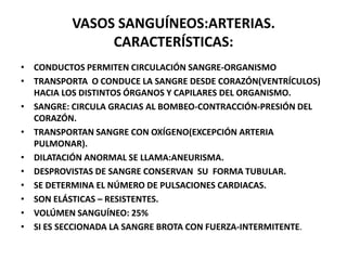 VASOS SANGUÍNEOS:ARTERIAS.
CARACTERÍSTICAS:
• CONDUCTOS PERMITEN CIRCULACIÓN SANGRE-ORGANISMO
• TRANSPORTA O CONDUCE LA SANGRE DESDE CORAZÓN(VENTRÍCULOS)
HACIA LOS DISTINTOS ÓRGANOS Y CAPILARES DEL ORGANISMO.
• SANGRE: CIRCULA GRACIAS AL BOMBEO-CONTRACCIÓN-PRESIÓN DEL
CORAZÓN.
• TRANSPORTAN SANGRE CON OXÍGENO(EXCEPCIÓN ARTERIA
PULMONAR).
• DILATACIÓN ANORMAL SE LLAMA:ANEURISMA.
• DESPROVISTAS DE SANGRE CONSERVAN SU FORMA TUBULAR.
• SE DETERMINA EL NÚMERO DE PULSACIONES CARDIACAS.
• SON ELÁSTICAS – RESISTENTES.
• VOLÚMEN SANGUÍNEO: 25%
• SI ES SECCIONADA LA SANGRE BROTA CON FUERZA-INTERMITENTE.
 