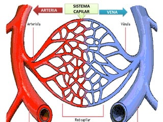 ARTERIA VENA
SISTEMA
CAPILAR
 