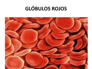 GLÓBULOS ROJOS
 